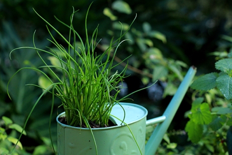 Upcycled-watering-can-5